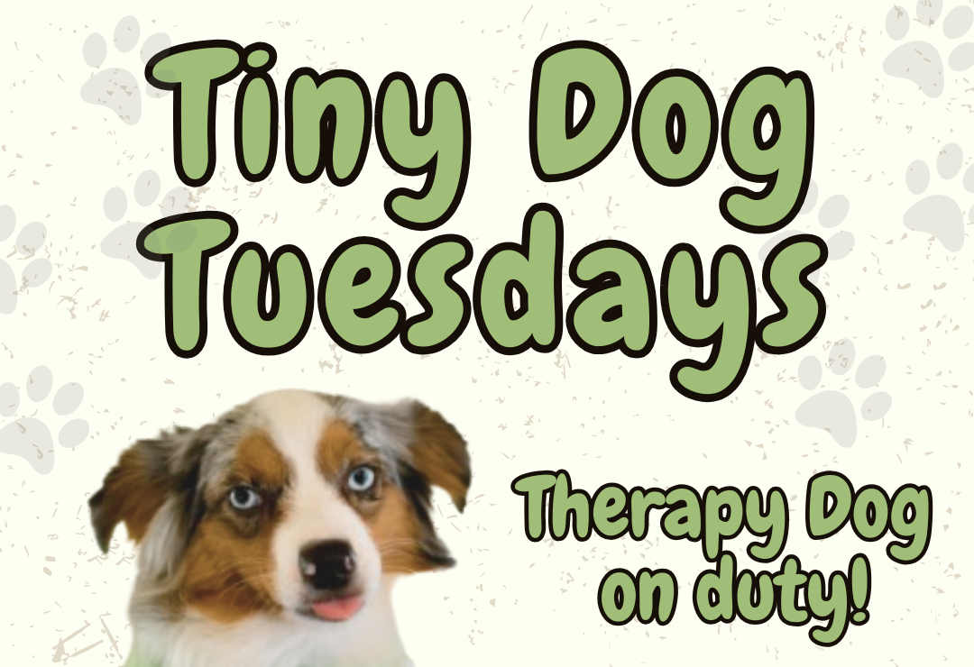 Make a furry friend at Tiny Dog Tuesdays!